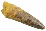Fossil Spinosaurus Tooth - Real Dinosaur Tooth #352385-1